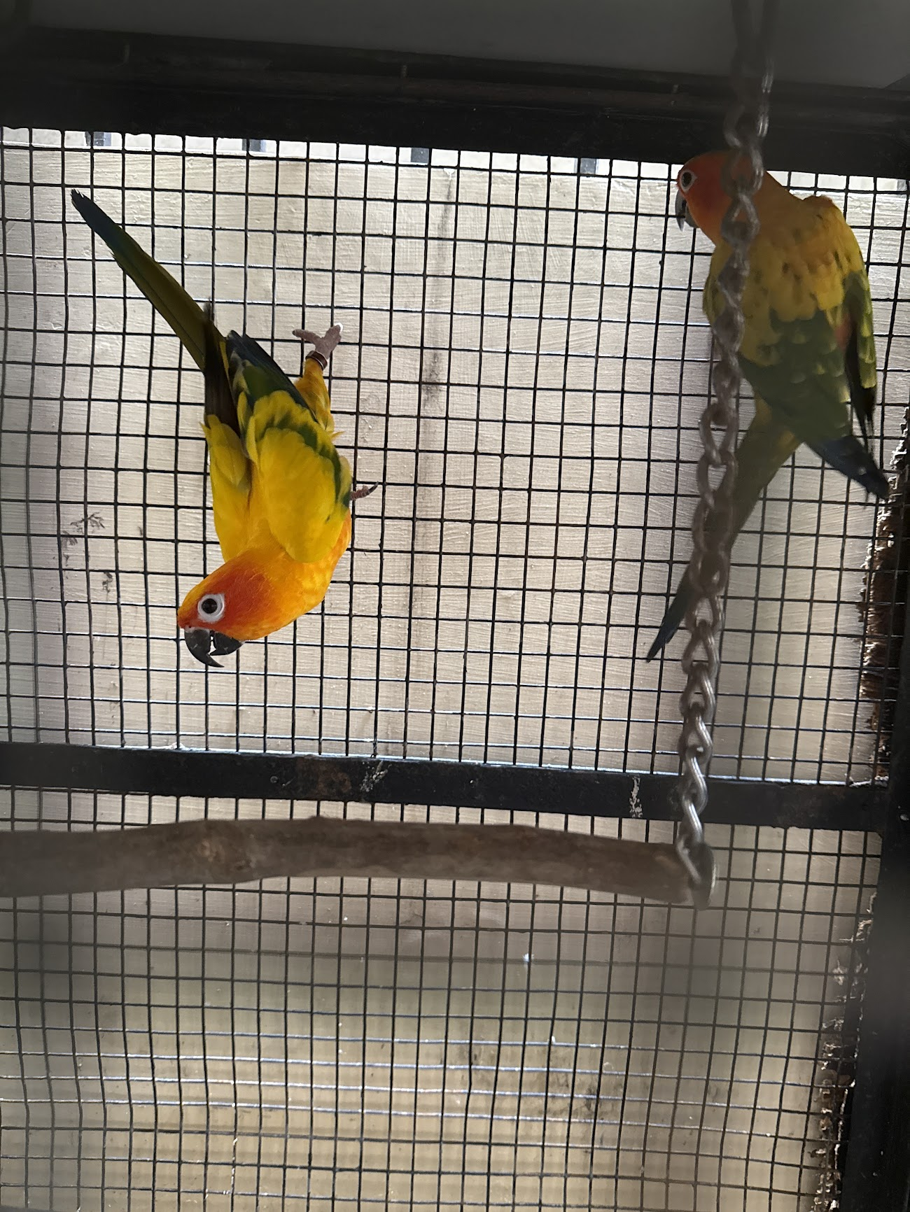 Two colorful birds perched in a cage, one yellow-orange and one green, representing the social dynamics explored in the post